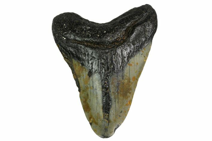 Bargain, Fossil Megalodon Tooth - North Carolina #153132